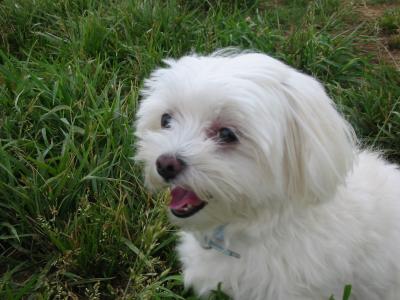 Bailey